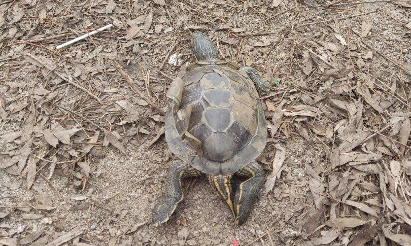 Ярославский герпетолог прокомментировал поиски красноухих черепах в пруду