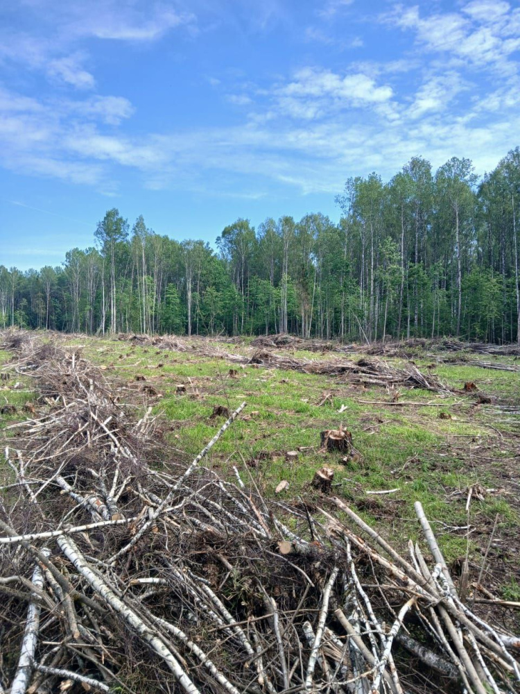 В Ярославской области неизвестные вырубили более 15 кубометров леса