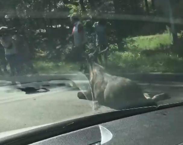 В Ярославле на Тутаевском шоссе сбили лося