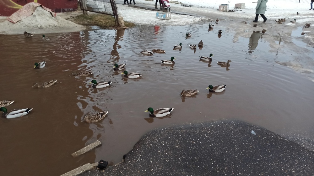 Поселились утки: подборка фотографий затопленных улиц Ярославля