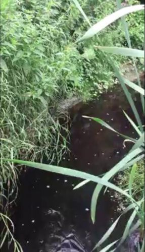Вода в речке Норе под Ярославлем 20 июля снова потемнела