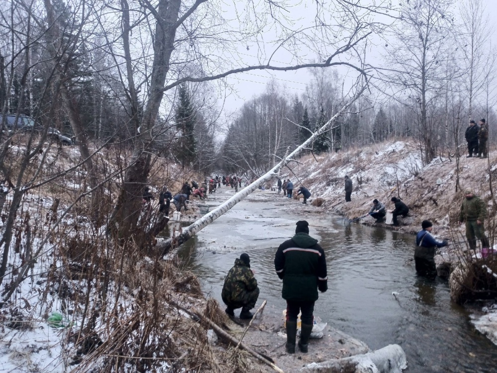 В Ярославской области рыбу из реки вылавливают ведрами