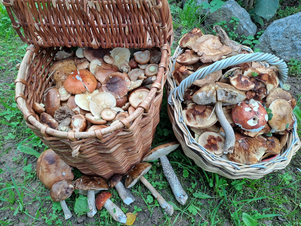 Где искать грибы в Ярославской области: лучшие места для охоты за лесными сокровищами