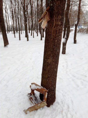 В Рыбинске на Волжской набережной сломали кормушку для белок