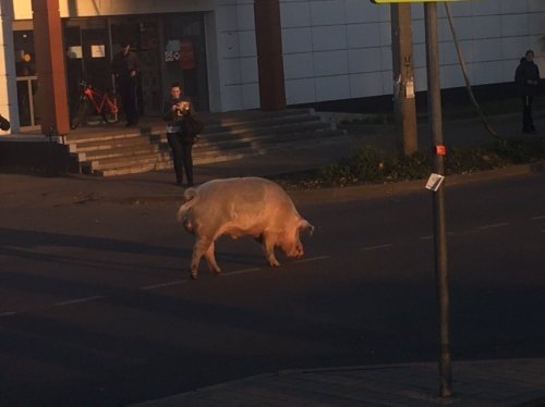В Ярославле ищут хозяина потерявшейся на Липовой Горе свиньи