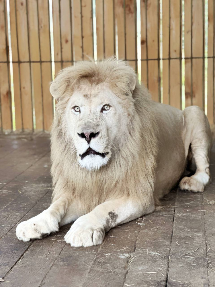 В Ярославский зоопарк привезли агрессивного льва, спасенного из цирка