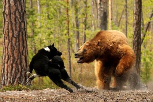 Из кафе под Ярославлем сбежали два медведя, одного застрелили