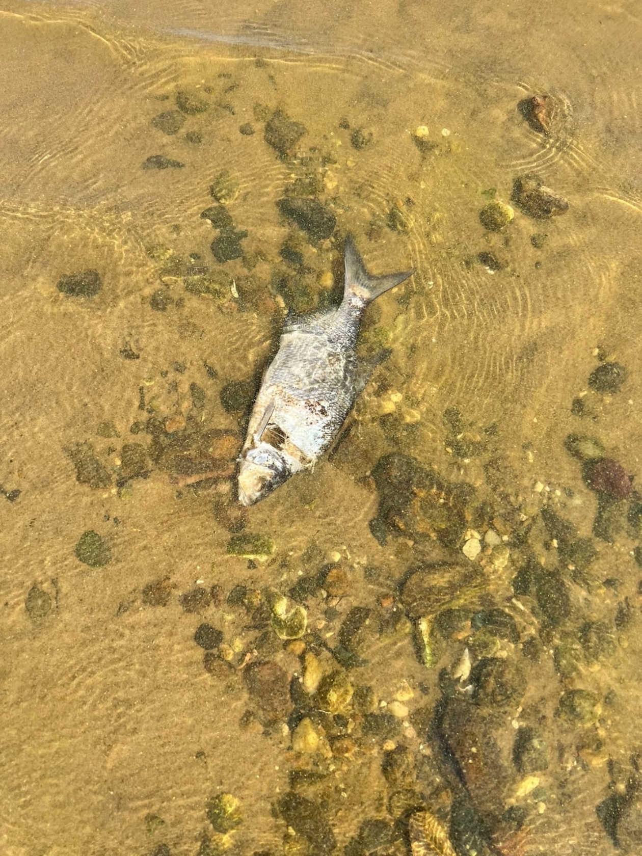 В Рыбинском водохранилище начала массово гибнуть рыба | 22.08.22 | Яркуб