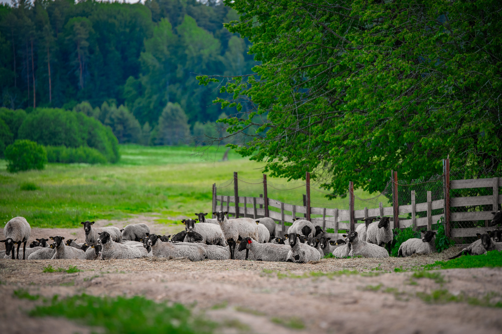 В Ярославской области сокращается поголовье романовской овцы