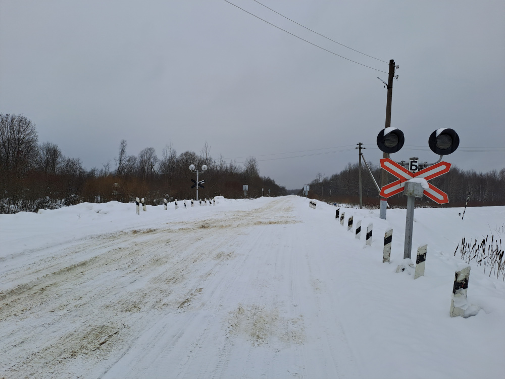 В Ярославской области лось попал под грузовой поезд