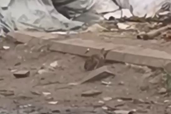 «За пять минут насчитали 17 крыс»: ярославцы пожаловались на мусор рядом со школой