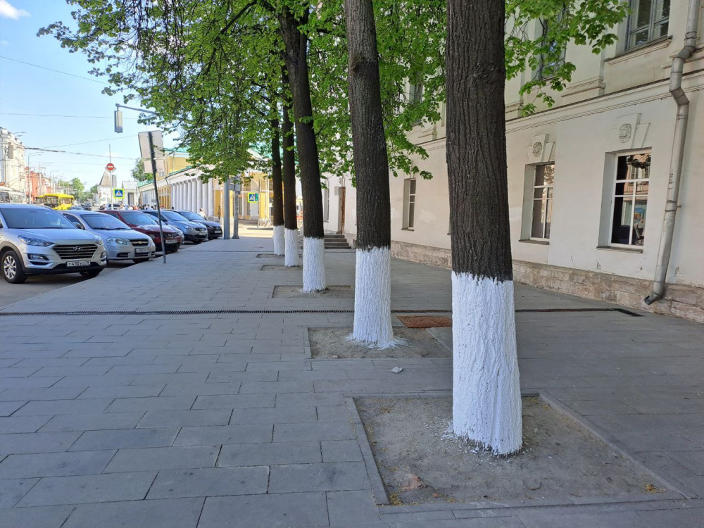 В Ярославле вновь не выделили средства на побелку деревьев