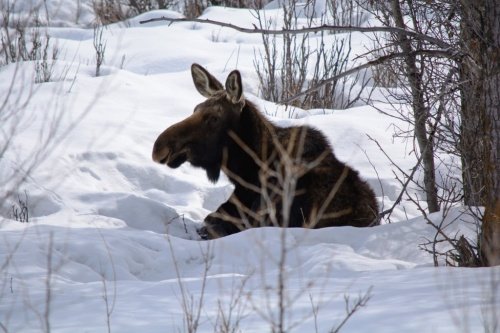 Сезон охоты на лосей в Ярославской области завершится 31 декабря