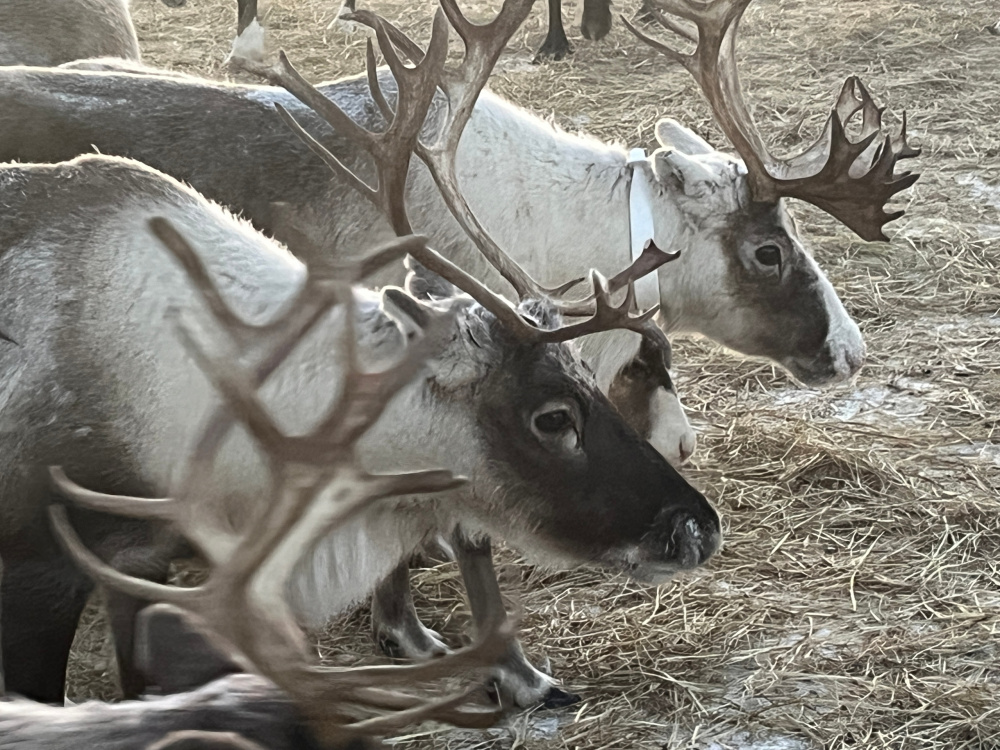 Ярославские учёные улучшили мясо северного оленя