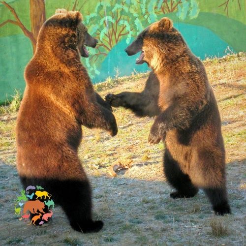 В Ярославском зоопарке вышли из спячки медведи Ума и Топтыгин