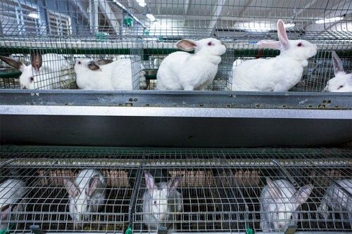 В Ярославской области начнут разводить кроликов