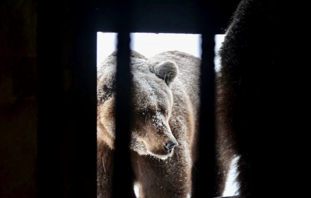 Медведи из Ярославского зоопарка отправились в спячку