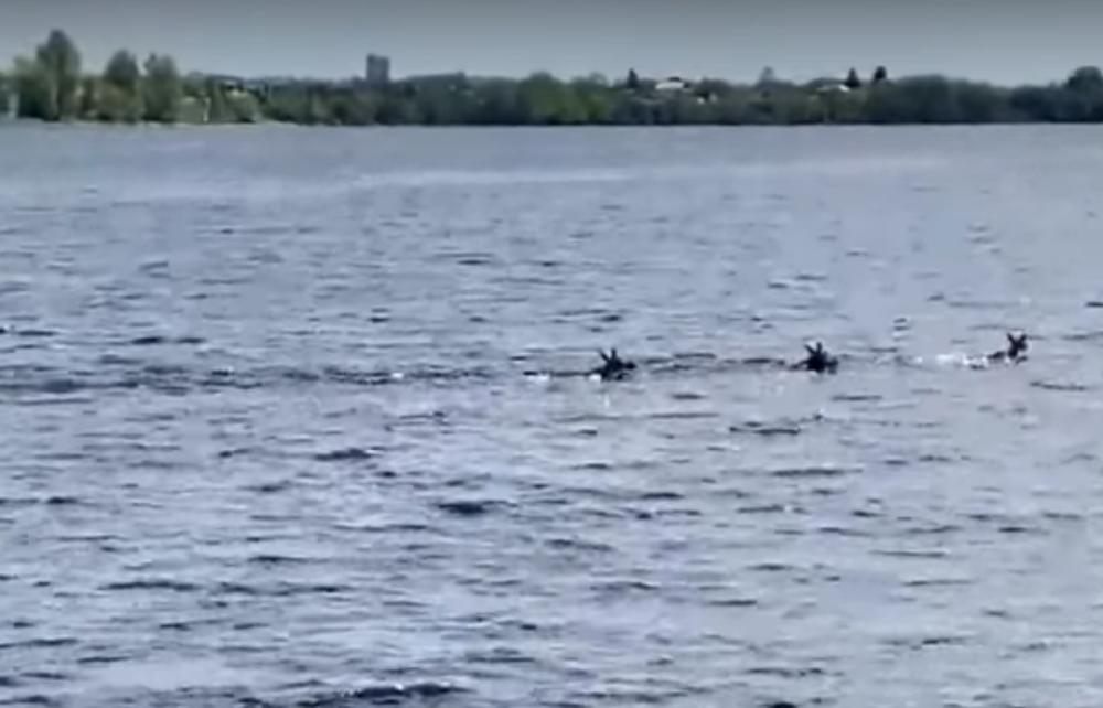 Ярославцы заметили плавающих в Волге лосей. Видео