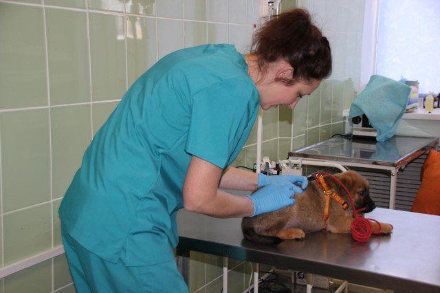 В Ярославле делают бесплатные прививки домашним животным от бешенства 