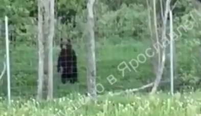 В Ярославской области медведь вышел к дороге