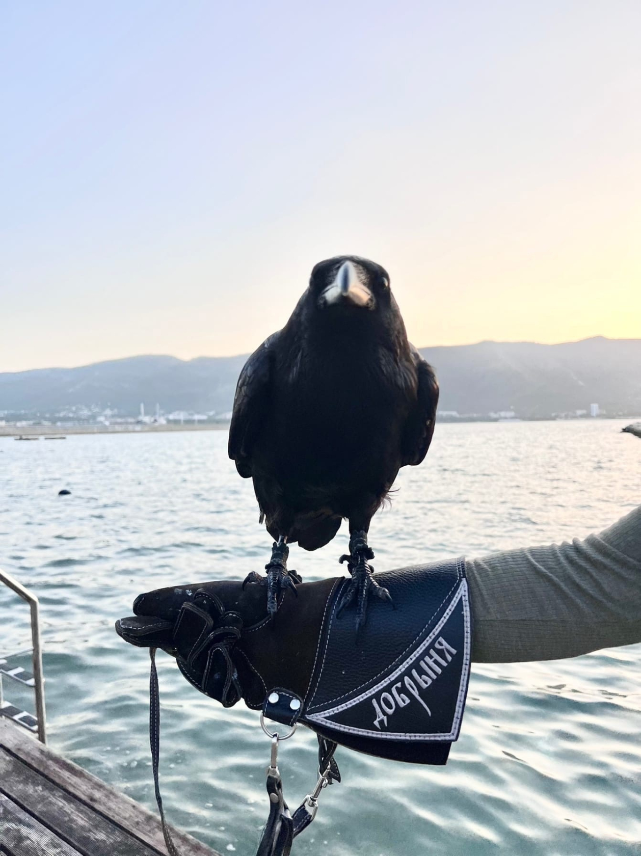 У актёра Романа Курцына пропал ручной ворон | 02.02.24 | Яркуб