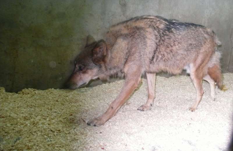 В Ярославском зоопарке поселился волк с нелегкой судьбой