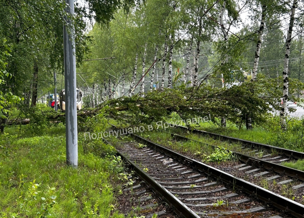 В Ярославле упавшие из-за сильного ветра деревья парализовали движение электротранспорта