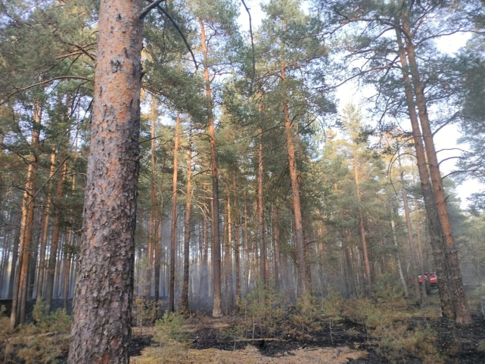 В окрестностях Ярославля потушили лесной пожар
