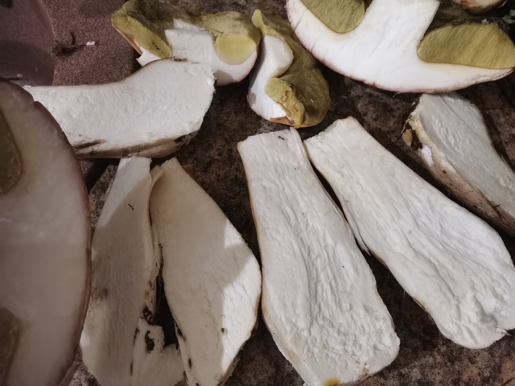 В Ярославской области нашли грибы-гиганты