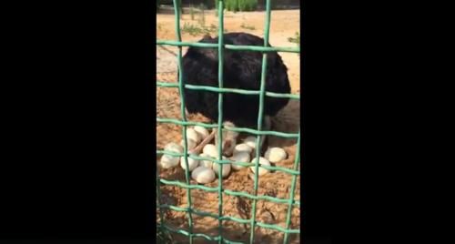 Гости ярославского зоопарка сняли на видео страусиху, охраняющую кладку яиц