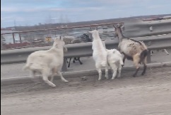 Ремонтники вышли: в Ярославле по Суринскому путепроводу разгуливало стадо коз и овец