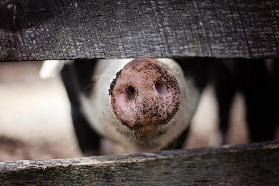 В Рыбинске уничтожат поголовье свиней: фермерам возместят убытки