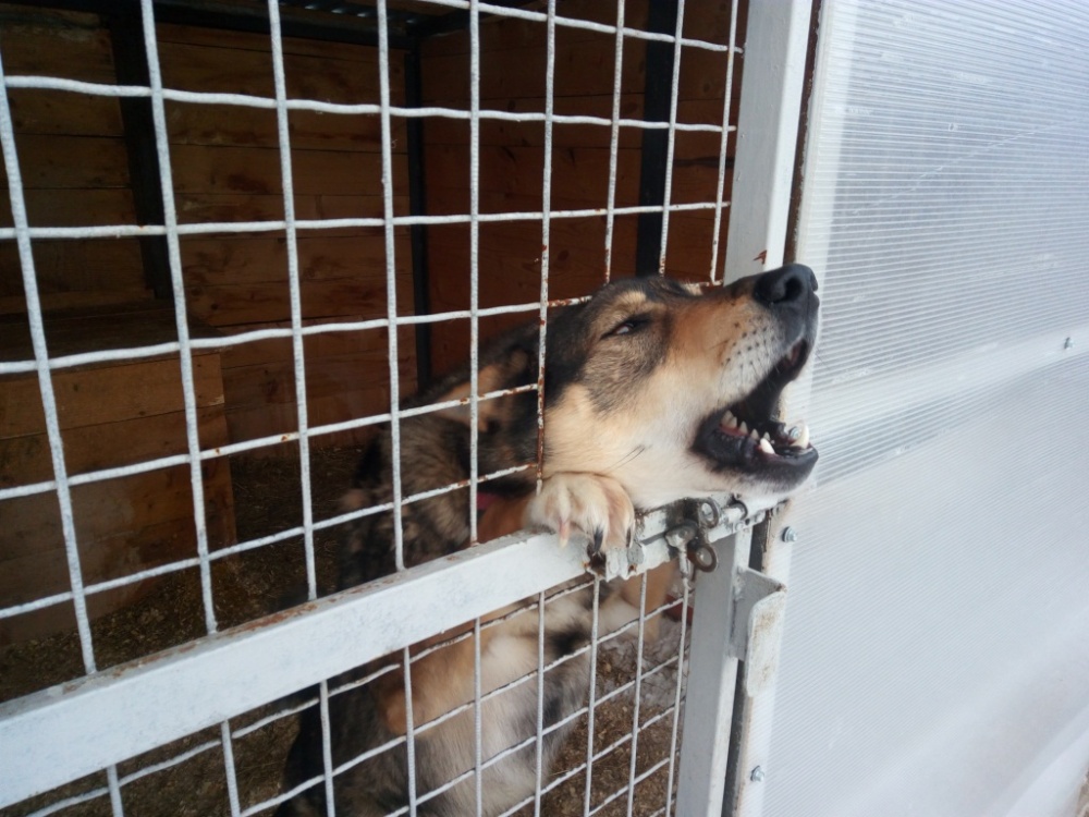 Жители Дзержинского района пожаловались на агрессивных собак