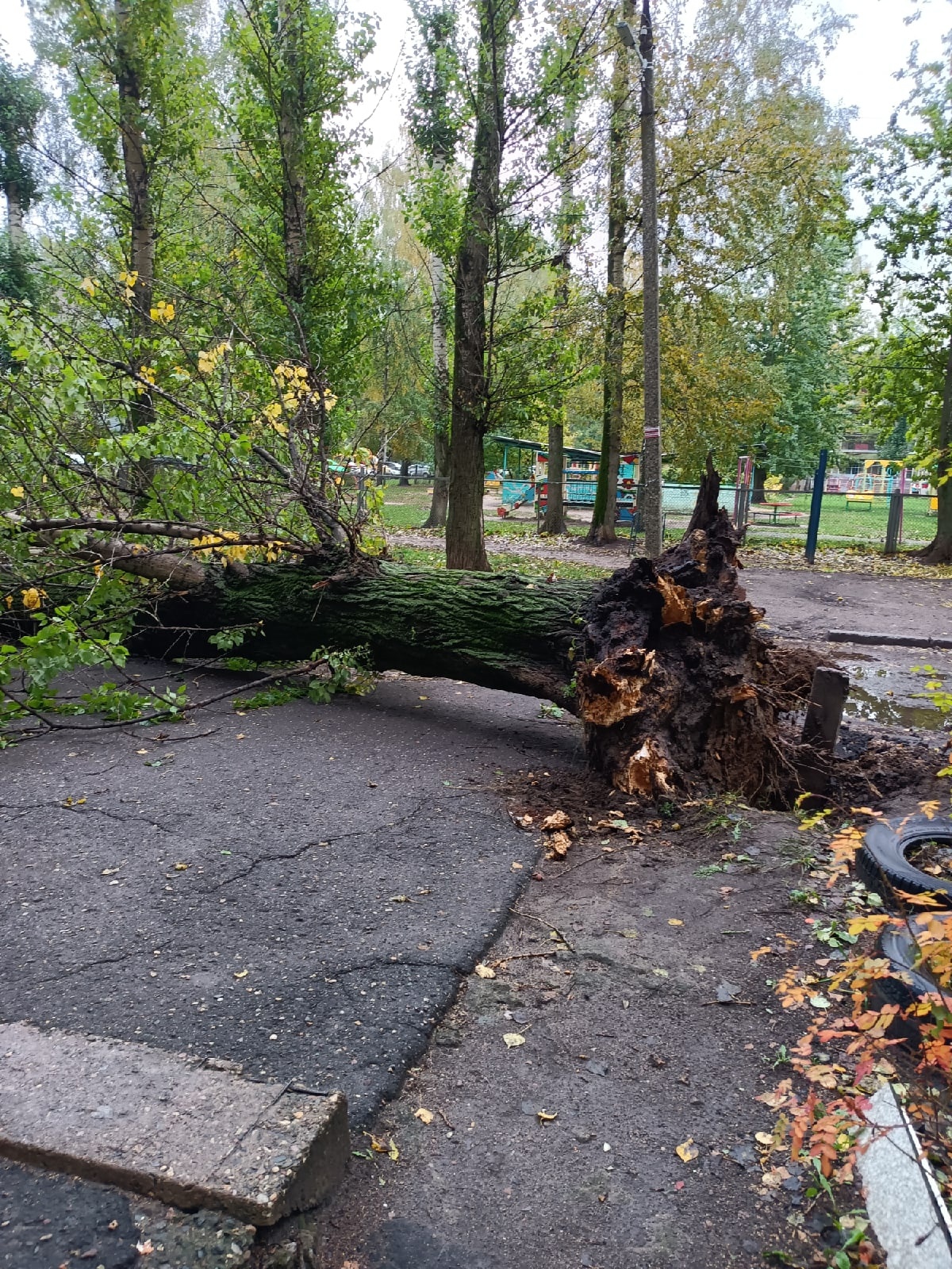 В Дзержинском районе на тротуар рухнуло огромное дерево | 05.10.22 | Яркуб