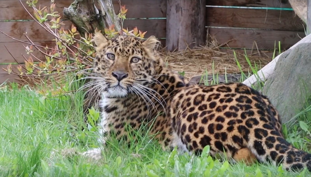 Леопард Амур впервые вышел в открытый вольер Ярославского зоопарка
