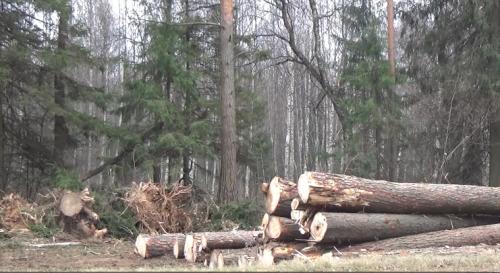 В Рыбинске полицейские раскрыли факт незаконной рубки деревьев 