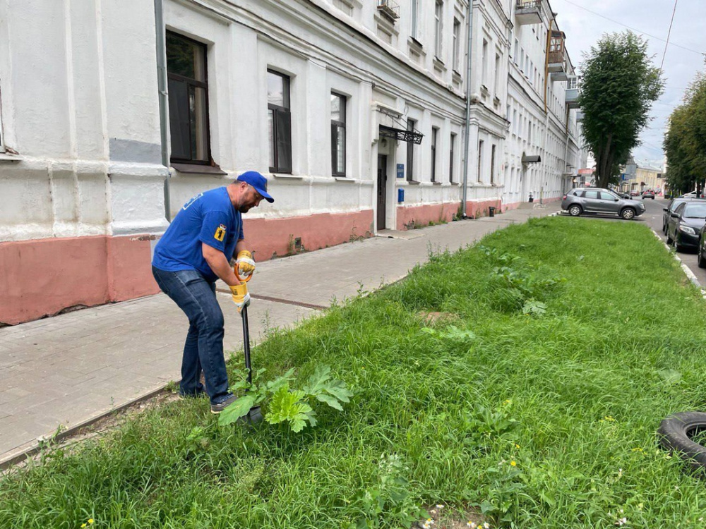 Растёт даже в центре города: детский омбудсмен вышел на борьбу с борщевиком в Ярославле