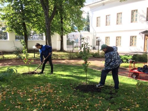 В саду ярославского Музея зарубежного искусства посадили адаптированную к климату сакуру