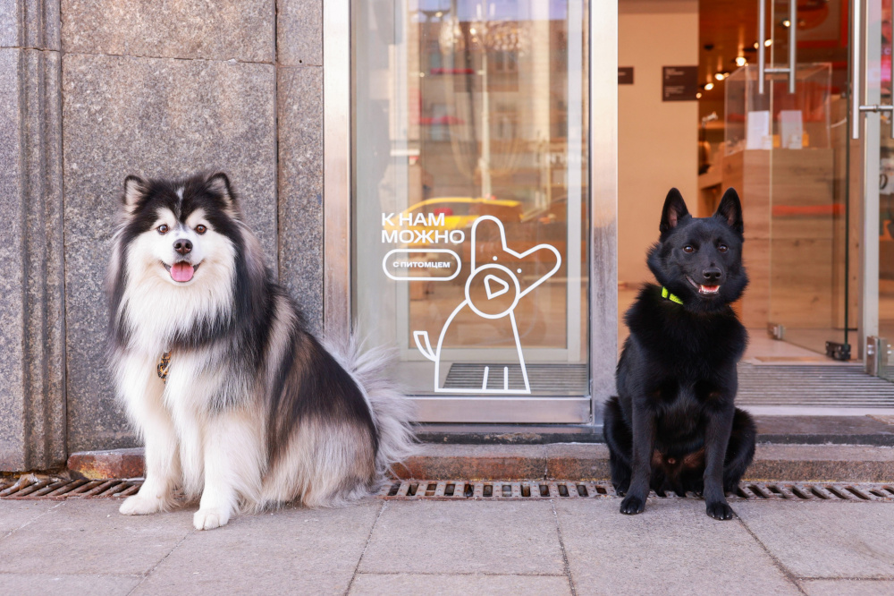 МТС открыла свои магазины для ярославцев с домашними животными