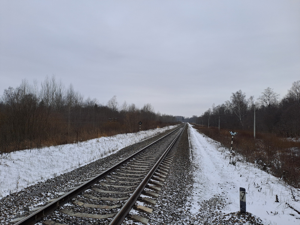 В Ярославской области поезд сбил лося