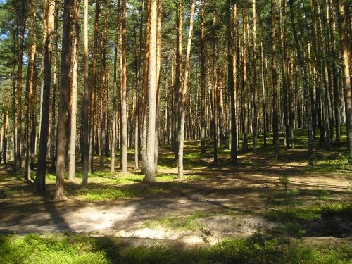 В Рыбинске возбудили уголовное дело за вырубку охраняемого леса
