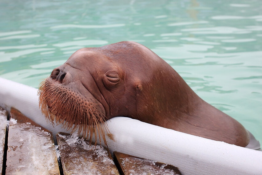 В Московском зоопарке умер морж, купленный за 20 миллионов в Ярославле