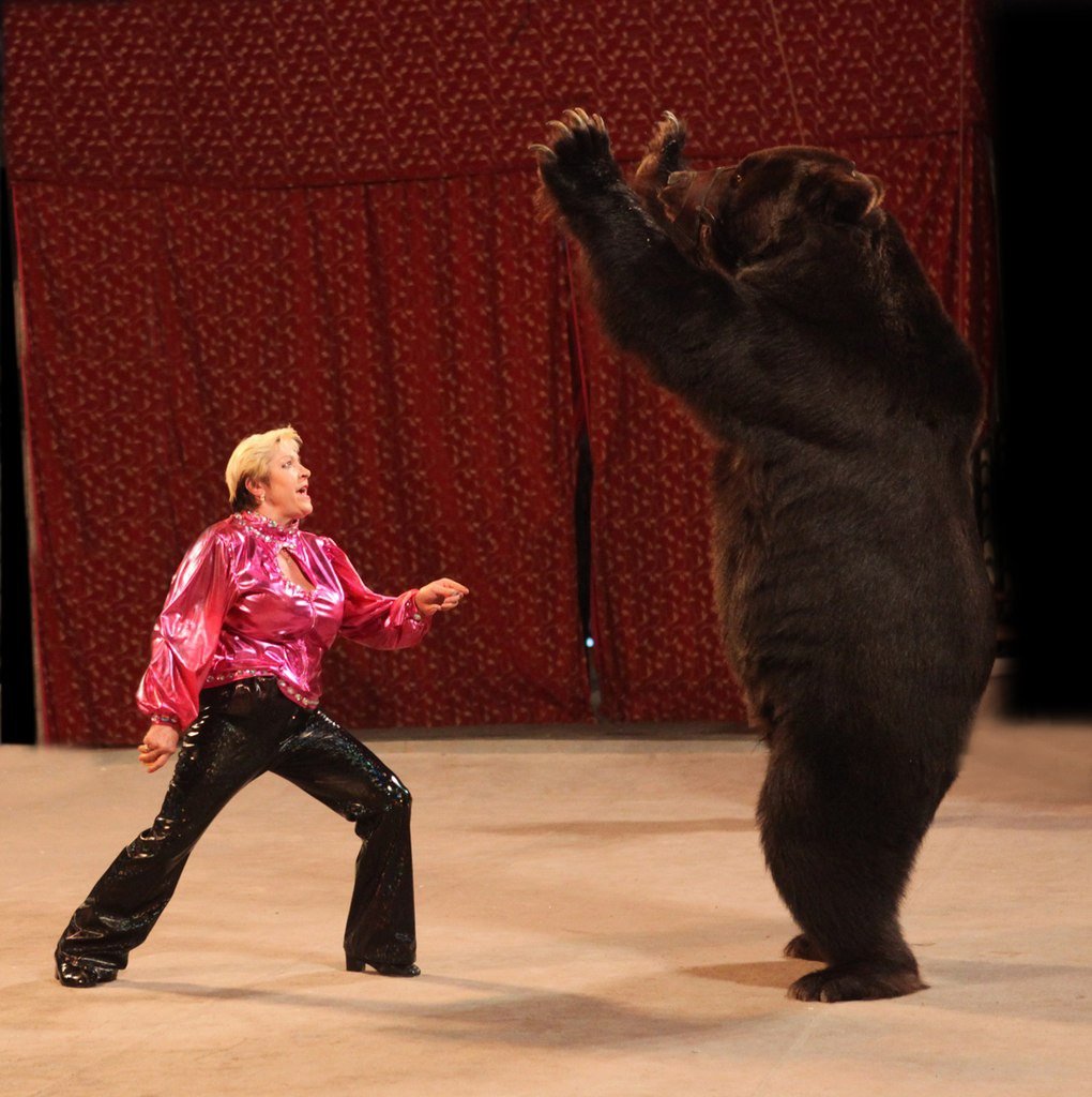 Песня танцующие медведи. Медведь Яша цирк. Дрессировщик медведей.