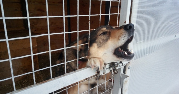 В Ярославской области стая бездомных собак загрызла домашнее животное