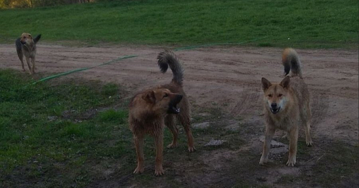 Ярославские волонтеры предложили установить в городе поилки для бездомных собак