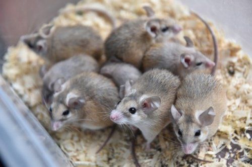 В контактном ярославском зоопарке раздали иглистых мышей