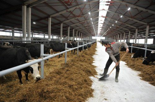 В Угличском районе открыли новую молочно-товарную ферму