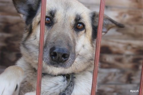 Остаться без крова и пережить разбой: как приют «Ковчег» спасает бездомных собак в Ярославле