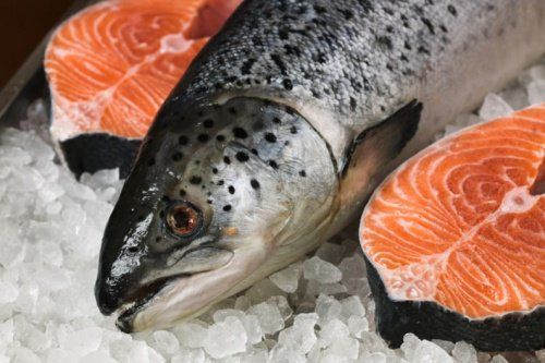 В Ярославской области появится ферма по производству лососевых рыб
