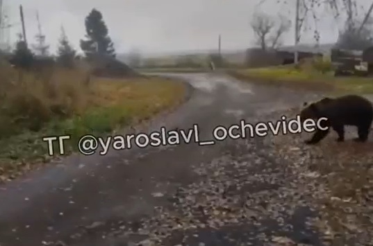 В Ярославской области медведи всё чаще подходят к населённым пунктам